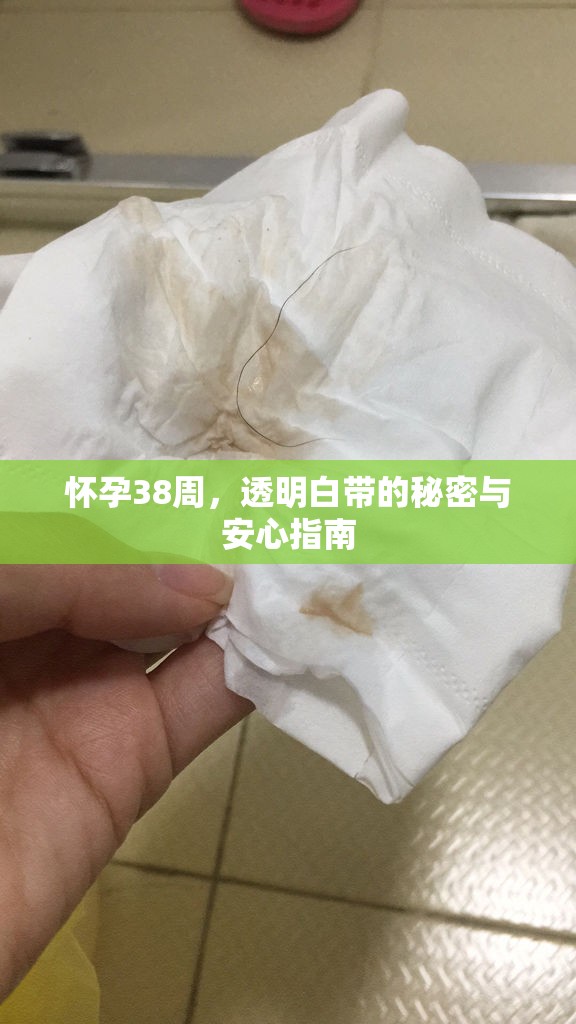 懷孕38周，透明白帶的秘密與安心指南