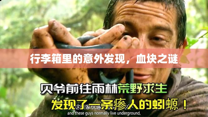 行李箱里的意外發(fā)現(xiàn)，血塊之謎