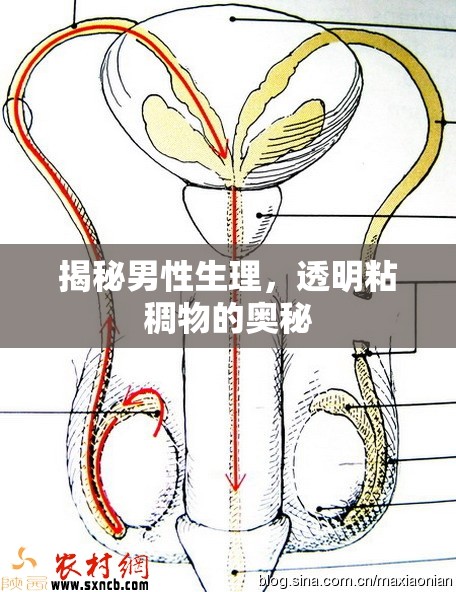 揭秘男性生理，透明粘稠物的奧秘