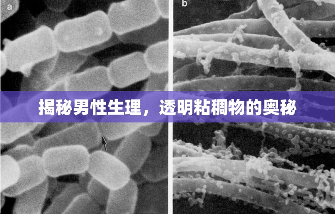 揭秘男性生理，透明粘稠物的奧秘
