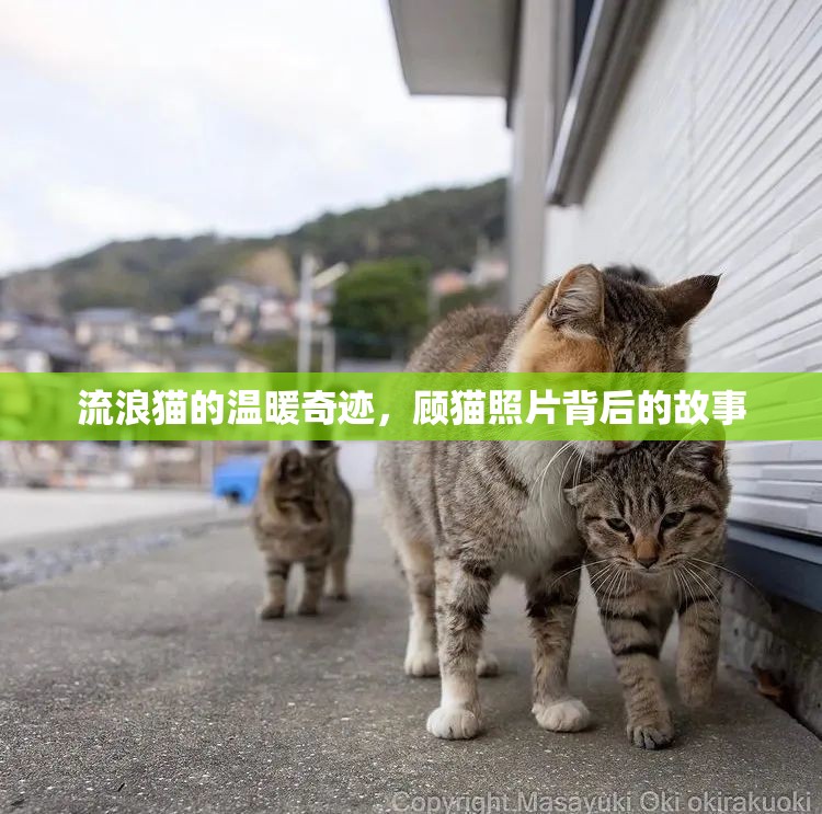 流浪貓的溫暖奇跡，顧貓照片背后的故事