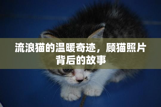 流浪貓的溫暖奇跡，顧貓照片背后的故事