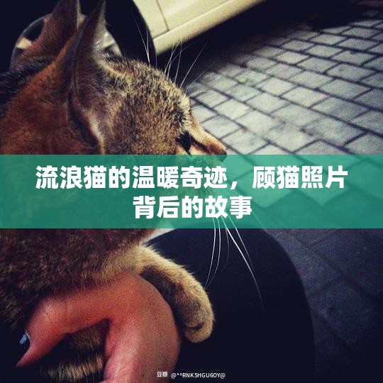 流浪貓的溫暖奇跡，顧貓照片背后的故事