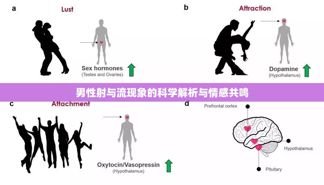 男性射與流現(xiàn)象的科學(xué)解析與情感共鳴