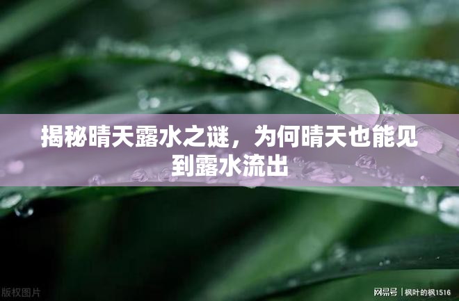 揭秘晴天露水之謎，為何晴天也能見到露水流出