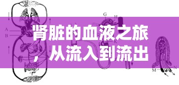 腎臟的血液之旅，從流入到流出的奇妙循環(huán)探索