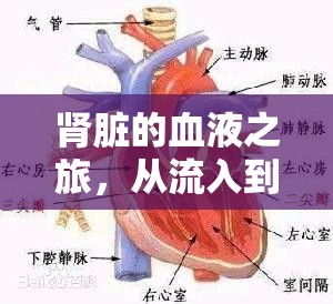 腎臟的血液之旅，從流入到流出的奇妙循環(huán)探索