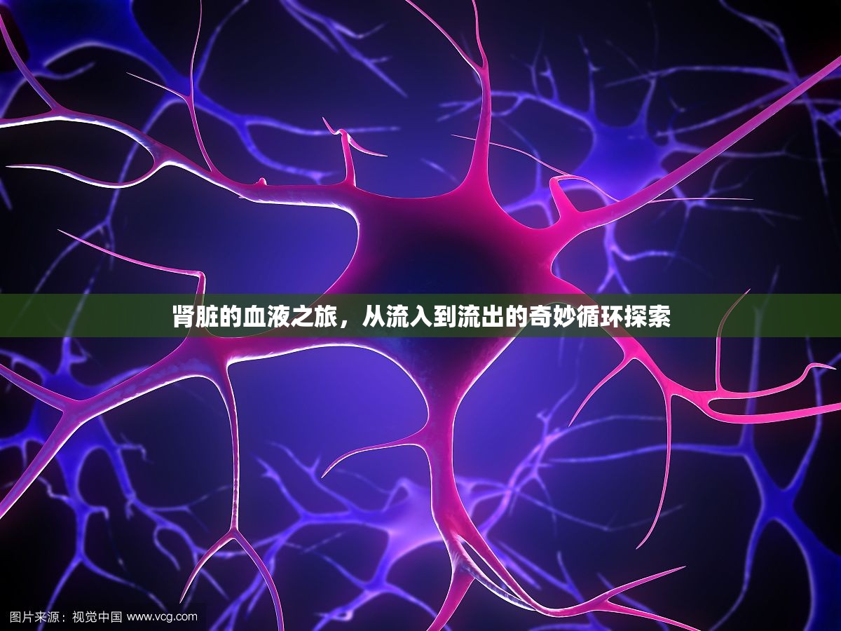 腎臟的血液之旅，從流入到流出的奇妙循環(huán)探索