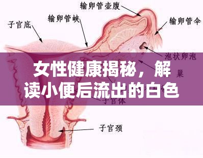 女性健康揭秘，解讀小便后流出的白色物質(zhì)