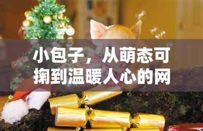 小包子，從萌態(tài)可掬到溫暖人心的網(wǎng)絡現(xiàn)象