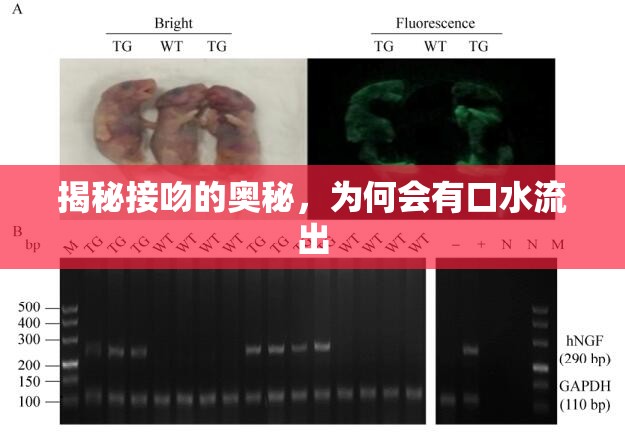 揭秘接吻的奧秘，為何會有口水流出