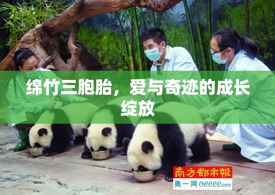 綿竹三胞胎，愛(ài)與奇跡的成長(zhǎng)綻放