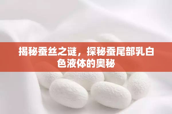揭秘蠶絲之謎，探秘蠶尾部乳白色液體的奧秘