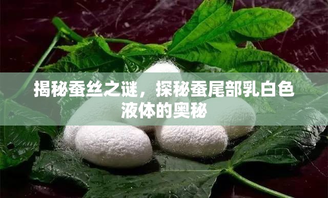 揭秘蠶絲之謎，探秘蠶尾部乳白色液體的奧秘