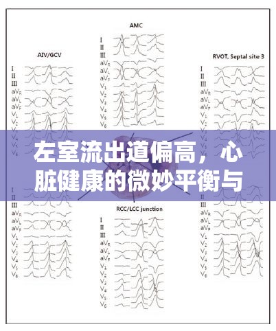 左室流出道偏高，心臟健康的微妙平衡與解讀