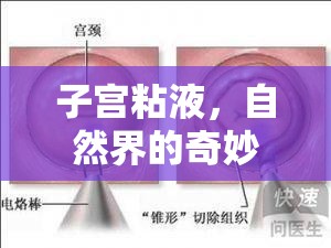 子宮粘液，自然界的奇妙潤滑與生育的奧秘