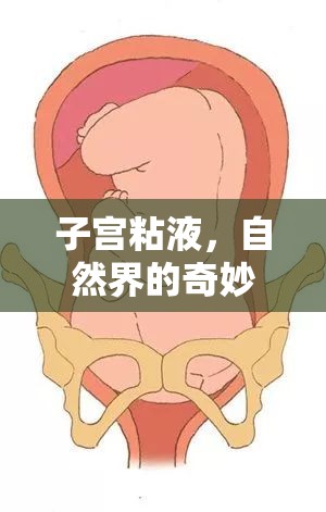 子宮粘液，自然界的奇妙潤滑與生育的奧秘
