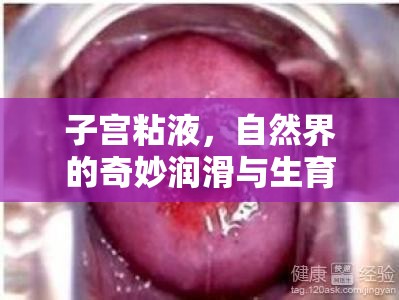 子宮粘液，自然界的奇妙潤滑與生育的奧秘