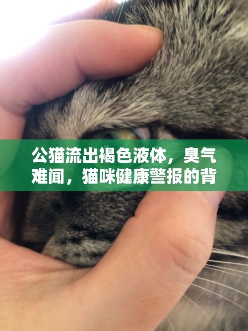 公貓流出褐色液體，臭氣難聞，貓咪健康警報(bào)的背后真相