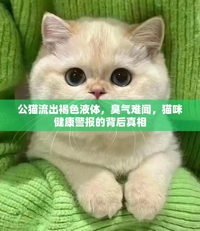 公貓流出褐色液體，臭氣難聞，貓咪健康警報(bào)的背后真相