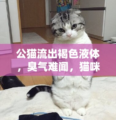 公貓流出褐色液體，臭氣難聞，貓咪健康警報(bào)的背后真相