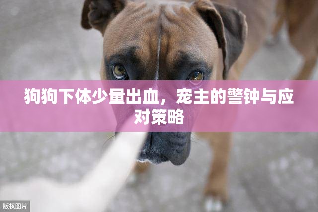 狗狗下體少量出血，寵主的警鐘與應(yīng)對策略