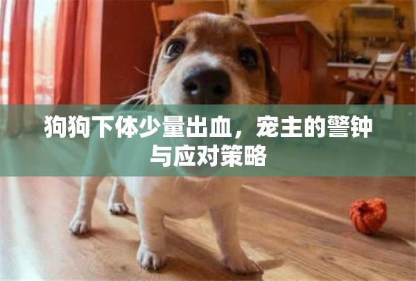 狗狗下體少量出血，寵主的警鐘與應(yīng)對策略