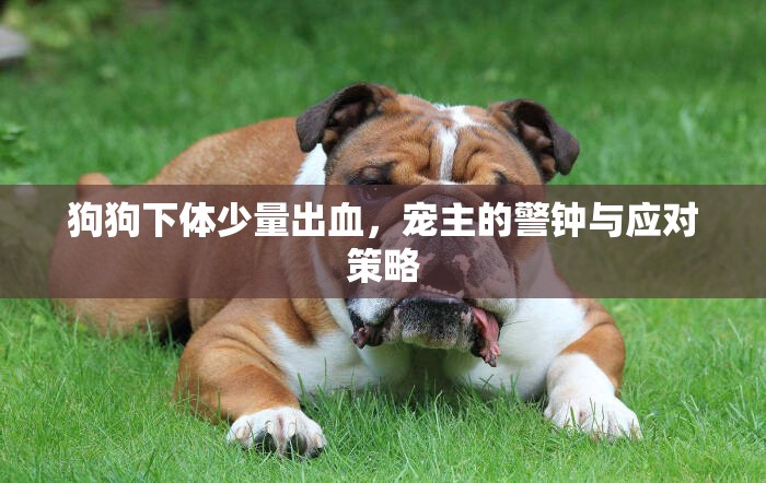 狗狗下體少量出血，寵主的警鐘與應(yīng)對策略