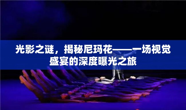 光影之謎，揭秘尼瑪花——一場視覺盛宴的深度曝光之旅