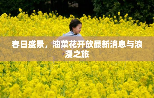 春日盛景，油菜花開放最新消息與浪漫之旅