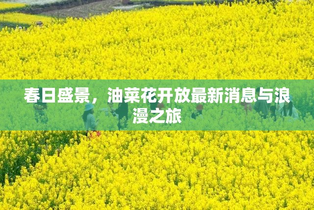 春日盛景，油菜花開放最新消息與浪漫之旅