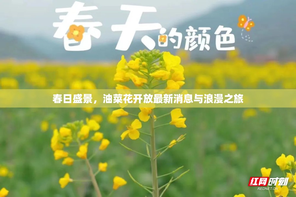 春日盛景，油菜花開放最新消息與浪漫之旅
