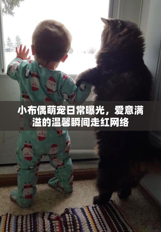 小布偶萌寵日常曝光，愛意滿溢的溫馨瞬間走紅網(wǎng)絡