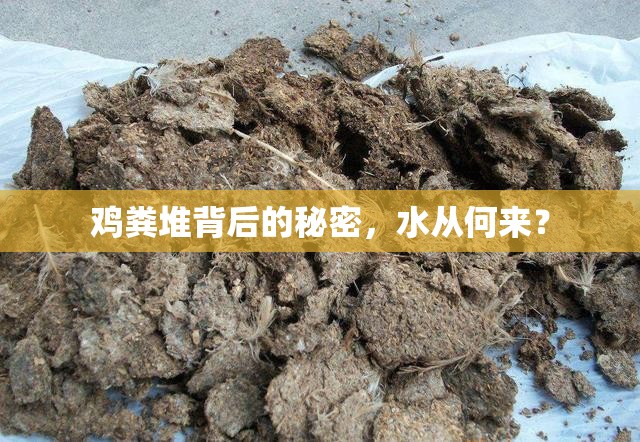 雞糞堆背后的秘密，水從何來？