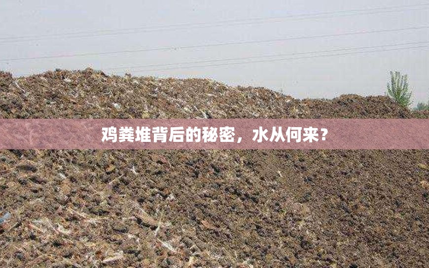 雞糞堆背后的秘密，水從何來？
