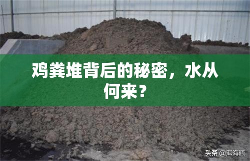 雞糞堆背后的秘密，水從何來？