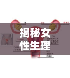 揭秘女性生理，月經(jīng)來潮前的分泌液現(xiàn)象