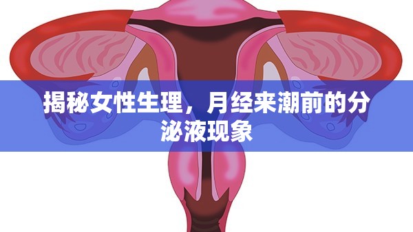 揭秘女性生理，月經(jīng)來潮前的分泌液現(xiàn)象