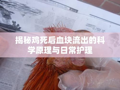 揭秘雞死后血塊流出的科學(xué)原理與日常護(hù)理