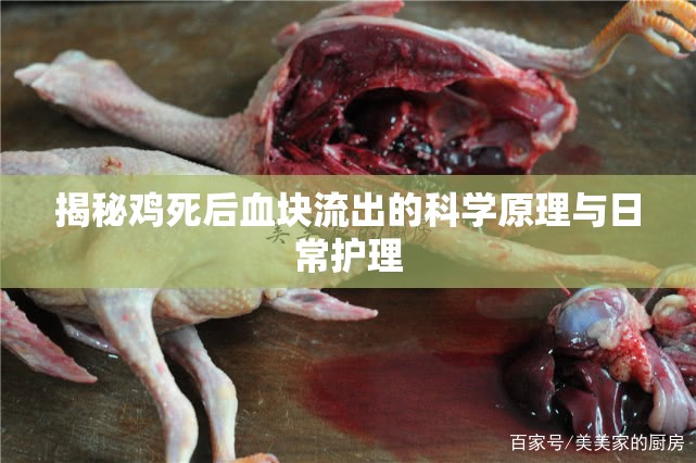 揭秘雞死后血塊流出的科學(xué)原理與日常護(hù)理