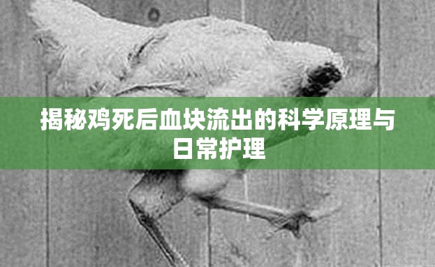 揭秘雞死后血塊流出的科學(xué)原理與日常護(hù)理