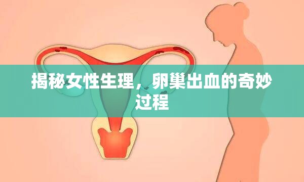 揭秘女性生理，卵巢出血的奇妙過程