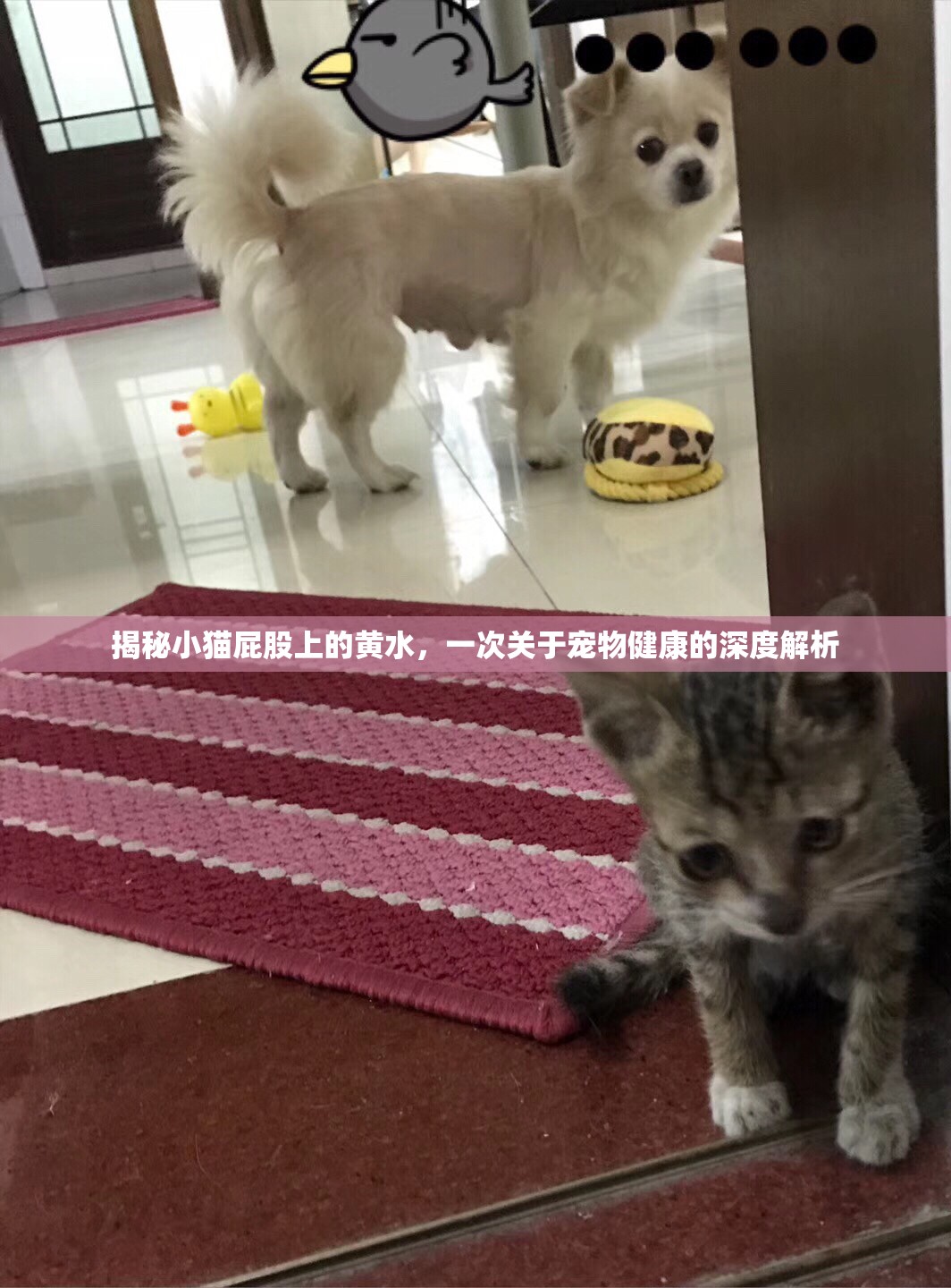 揭秘小貓屁股上的黃水，一次關(guān)于寵物健康的深度解析