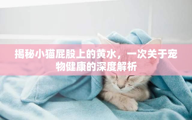 揭秘小貓屁股上的黃水，一次關(guān)于寵物健康的深度解析