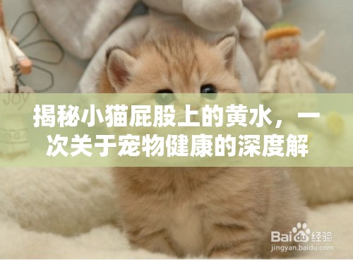 揭秘小貓屁股上的黃水，一次關(guān)于寵物健康的深度解析