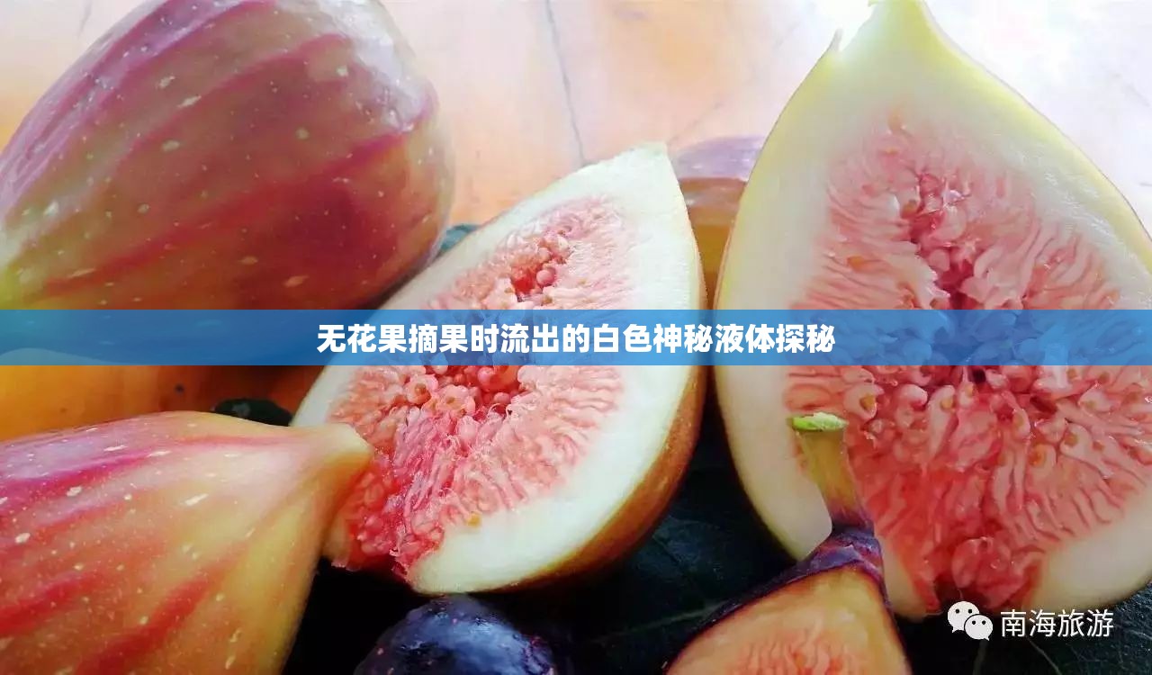 無花果摘果時流出的白色神秘液體探秘