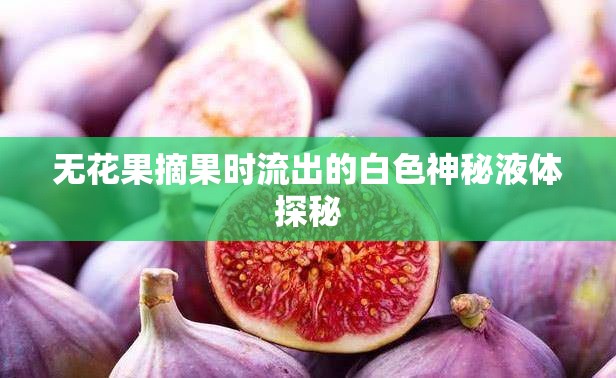 無花果摘果時流出的白色神秘液體探秘