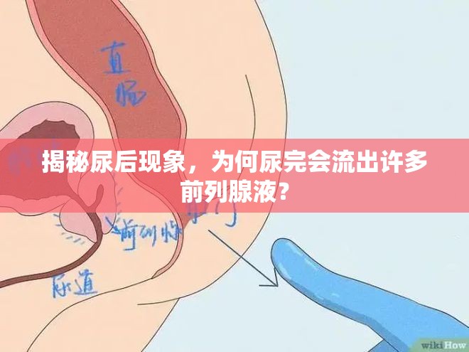 揭秘尿后現(xiàn)象，為何尿完會流出許多前列腺液？