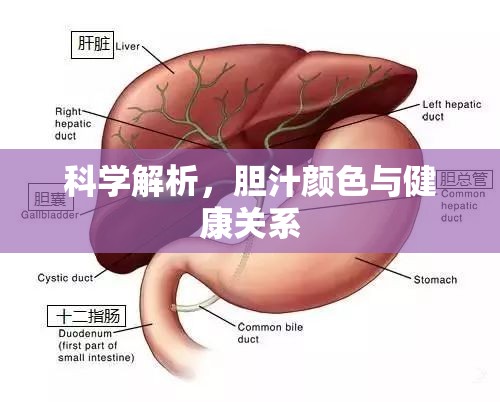科學(xué)解析，膽汁顏色與健康關(guān)系
