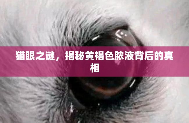 貓眼之謎，揭秘黃褐色膿液背后的真相